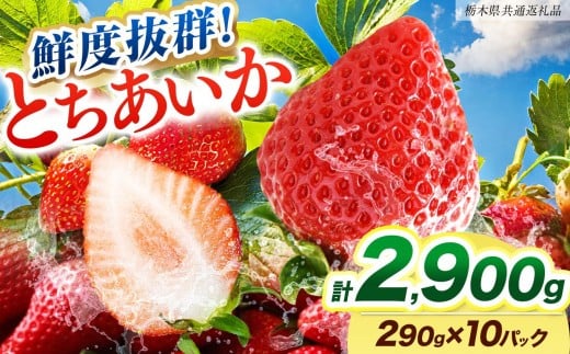 [期間限定] 鮮度抜群とちあいか 290g×10P 先行予約【栃木県共通返礼品】｜栃木県産 矢板市産 フルーツ スイーツ デザート 果物 果実 産地直送 栃木県 矢板市 約290g×10P | 20,000円