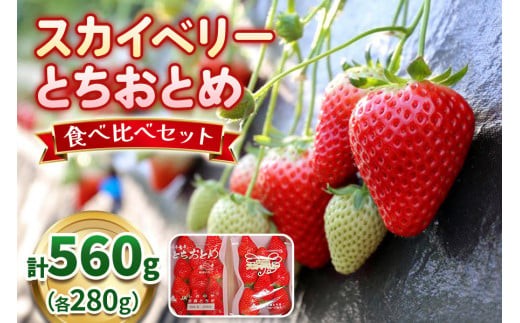 【3月以降発送】スカイベリー×とちおとめ 食べ比べセット 560g 澳原いちご農園  | いちご 苺 イチゴ フルーツ 果物 産地直送 栃木県産 【3月以降発送】560g | 10,000円