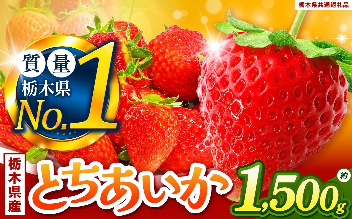 厳選とちあいか 1.5kg以上| いちご とちあいか 大粒 新鮮 甘い 数量 限定 美味しい 果物 共通返礼品 フルーツ デザート 栃木県 送料無料 厳選とちあいか 1.5kg