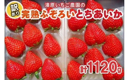 訳あり粒不揃い とちあいか 1,120g (280g×4P) 《1月～4月の期間で発送》 澳原いちご農園  | いちご 苺 イチゴ フルーツ 果物 産地直送 栃木県産 【12～4月の期間で発送】280g×4
