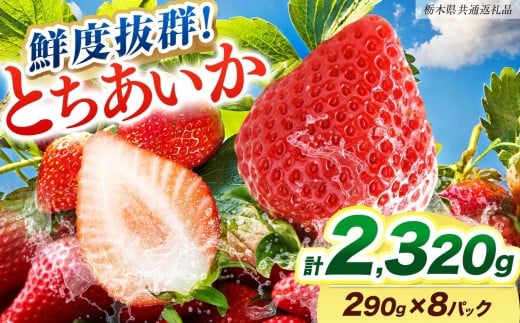 [期間限定] 鮮度抜群とちあいか 290g×8P 先行予約【栃木県共通返礼品】｜栃木県産 矢板市産 フルーツ スイーツ デザート 果物 果実 産地直送 栃木県 矢板市 約290g×8P | 17,000円