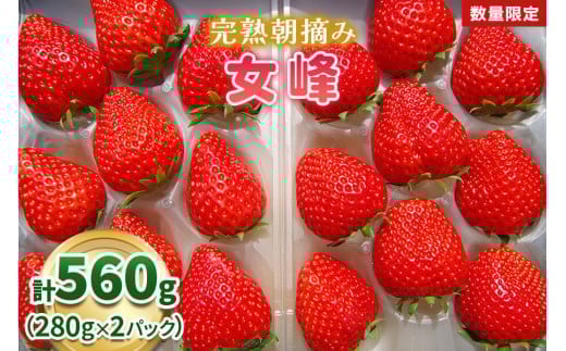 【先行予約】[数量限定] 完熟朝摘み 女峰 560g  澳原いちご農園 | いちご イチゴ 苺 フルーツ 女峰 果物 女峰 産地直送 栃木県産 
