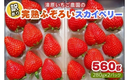 【3月以降発送】訳あり粒不揃い スカイベリー 560g (280g×2P) 澳原いちご農園 | いちご 苺 イチゴ フルーツ 果物 産地直送 栃木県産 【3月以降発送】280g×2