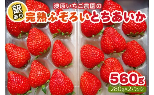 【3月以降発送】訳あり粒不揃い とちあいか 560g (280g×2P)  澳原いちご農園  | いちご 苺 イチゴ フルーツ 果物 産地直送 栃木県産 【3月以降発送】280g×2