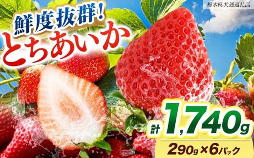 [期間限定] 鮮度抜群とちあいか 290g×6P 先行予約【栃木県共通返礼品】｜栃木県産 矢板市産 フルーツ スイーツ デザート 果物 果実 産地直送 栃木県 矢板市 約290g×6P | 14,000円