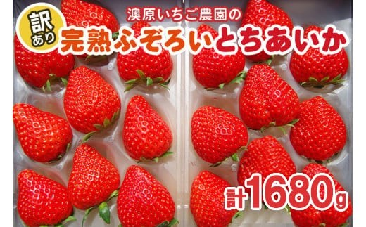 訳あり粒不揃い とちあいか 1,680g (280g×6P) 《1月～4月の期間で発送》 澳原いちご農園  | いちご 苺 イチゴ フルーツ 果物 産地直送 栃木県産 【12～4月の期間で発送】280g×6