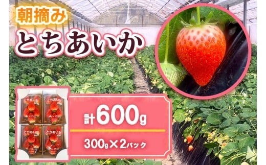  [12月中旬より順次発送予定] 朝摘みとちあいか 600g (300g×2パック)｜いちご イチゴ 苺 フルーツ 果物 産地直送 矢板市産 栃木県産 先行予約 