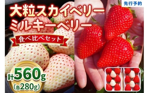 大粒スカイベリー 白いちごミルキーベリー 食べ比べセット 560g《12月中旬～2月の期間で発送》 澳原いちご農園 | いちご 苺 イチゴ フルーツ 果物 産地直送 栃木県産 560g | 10,000円