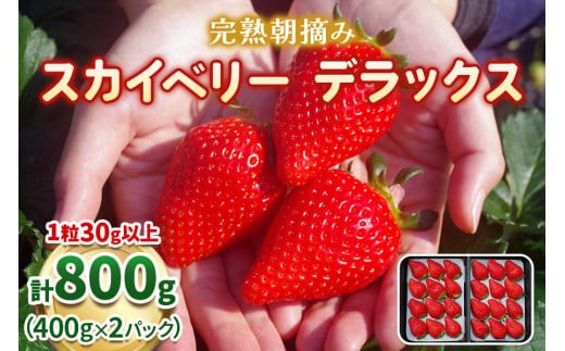 【先行予約】完熟朝摘みスカイベリー デラックス 800g 澳原いちご農園 | イチゴ 苺 果物 果実 スイーツ 産地直送 