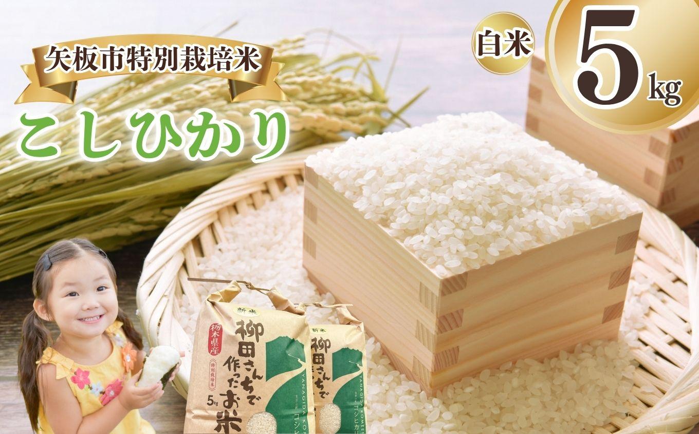 矢板市特別栽培米 こしひかり 白米 5kg | お米 米 こめ 白米 玄米 にじのきらめき コシヒカリ こしひかり 美味しい お弁当 選べる エコ スマート 環境 手間暇 土づくり  ふるさと 納税 栃木県 矢板市 白米 5kg
