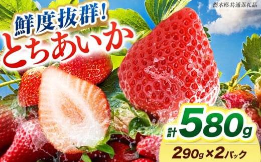 【ふるさと納税】[期間限定] 鮮度抜群とちあいか 290g×2P 先行予約【栃木県共通返礼品】｜栃木県産 矢板市産 フルーツ スイーツ デザート 果物  産地直送 栃木県 矢板市 約290g×2P | 7,500円