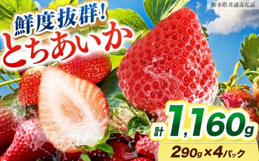 [期間限定] 鮮度抜群とちあいか 290g×4P 先行予約【栃木県共通返礼品】｜栃木県産 矢板市産 フルーツ スイーツ デザート 果物 果実 産地直送 栃木県 矢板市 約290g×4P  |  11,000円