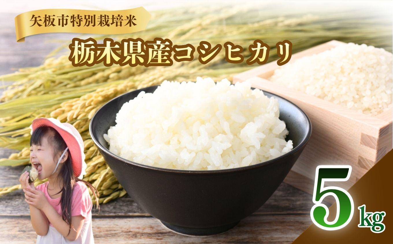矢板市特別栽培米 こしひかり 白米 5kg | お米 米 こめ 白米  コシヒカリ こしひかり 美味しい お弁当 選べる ふるさと 納税 栃木県 矢板市 5kg | 単品 | 14,000円