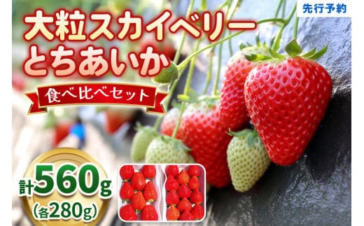 大粒スカイベリー＆新品種とちあいか 食べ比べセット 560g 《12月中旬～4月の期間で発送》 | いちご 苺 イチゴ フルーツ 果物 産地直送 栃木県産 【12～4月の期間で発送】560g