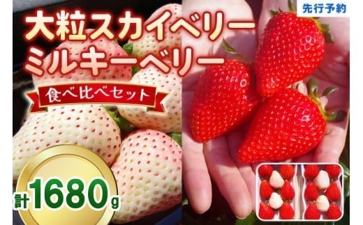 大粒スカイベリー 白いちごミルキーベリー 食べ比べセット 1,680g (560g×3)《12月中旬～2月の期間で発送》 澳原いちご農園 | いちご 苺 イチゴ フルーツ 果物 産地直送 栃木県産 1,680g | 30,000円
