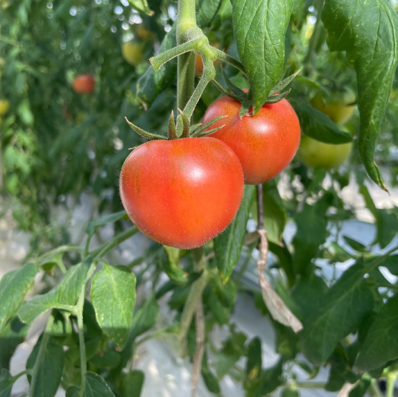 味恋とまとギフトBOX ns140-002