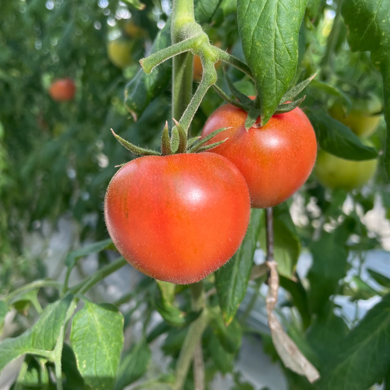 味恋とまとシェアBOX ns140-003