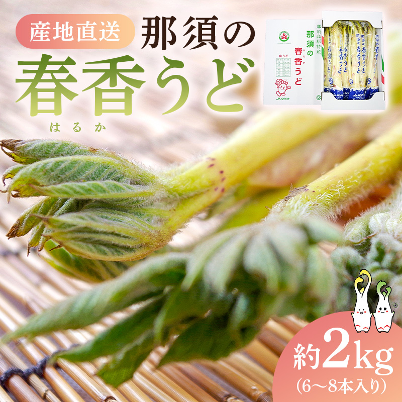 【数量限定】JAなすの産地直送　那須の春香うど　1箱(約2kg/6～8本入り) ns084-003