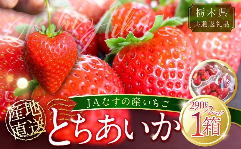 [数量限定]JAなすの産いちご 産地直送 とちあいか 1箱(290g×2パック)[栃木県共通返礼品] ns084-002