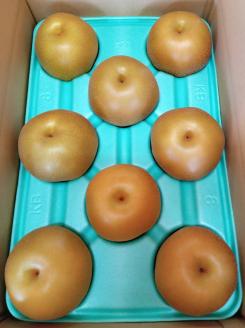 朝穫り 大玉【豊水】5kg 7個～9個入り【9月15日受付終了】 梨 なし フルーツ 果物 数量限定 ※2025年9月上旬～9月下旬頃に順次発送予定 ※離島・沖縄への配送不可