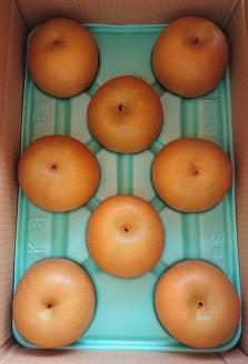 朝穫り 大玉【あきづき】5kg 6個～8個入り【9月15日受付終了】 梨 なし フルーツ 果物 数量限定 ※2025年9月中旬～9月下旬頃に順次発送予定 ※離島・沖縄への配送不可