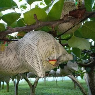 朝穫り 大玉【かおり】5kg 5個～6個入り【9月15日受付終了】 梨 なし フルーツ 果物 数量限定 ※2025年9月下旬～10月上旬頃に順次発送予定 ※離島・沖縄への配送不可