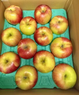 葉とらずりんご【シナノスイート】5kg 12個～16個入り【9月30日受付終了】 林檎 リンゴ フルーツ 果物 数量限定 ※2025年10月上旬～10月中旬頃に順次発送予定 ※離島・沖縄への配送不可