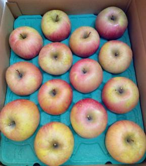 葉とらずりんご【ふじ】5kg 14個～18個入り【10月31日受付終了】 林檎 リンゴ フルーツ 果物 数量限定 ※2025年11月上旬～11月下旬頃に順次発送予定 ※離島・沖縄への配送不可