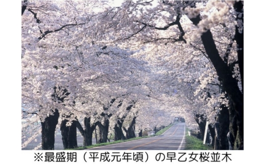 未校正 Re:Hashi（リハシ） とちぎ景勝百選・早乙女の桜を39％使用した再生はし | 箸 さくら サクラ ソメイヨシノ 送料無料 道の駅きつれがわ 栃木県 さくら市