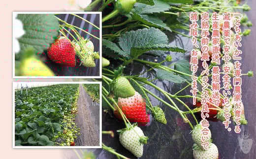 【先行予約】【数量限定】とちあいか 290g×10パック｜いちご イチゴ 苺 先行予約 栃木県 果物 くだもの フルーツ とちあいか 新鮮 贈答 ギフト 食べ比べ 真空パック ※2025年11月上旬頃より順次発送予定