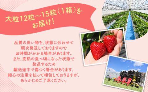深紅のいちご 『ロイヤルクイーン』 大粒 12粒～15粒×1箱 先行予約 希少価値の高いイチゴの女王！ 深紅のスイートベリー 58ロハスファーム 2026年1月中旬～5月中旬頃に順次発送予定