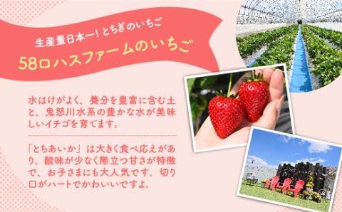 いちご 甘さ際立つ新品種 『とちあいか』 大粒 8～12粒×2パック 先行予約 58ロハスファーム【58ロハスクラブ】 2026年1月中旬～5月中旬頃に順次発送予定
