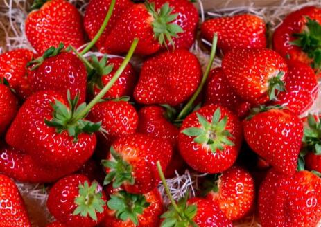 いちご コンフィチュール 500g×2瓶セット 合計1kg ロイヤルクイーンのいちご果実ゴロゴロ！