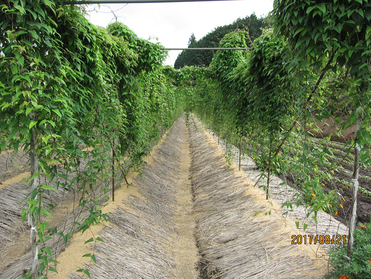 さくらブランド認証品　えみの自然薯　2～3本（1.5kg以上）山芋 とろろ 国産 健康 ※2025年11月下旬頃より順次発送予定