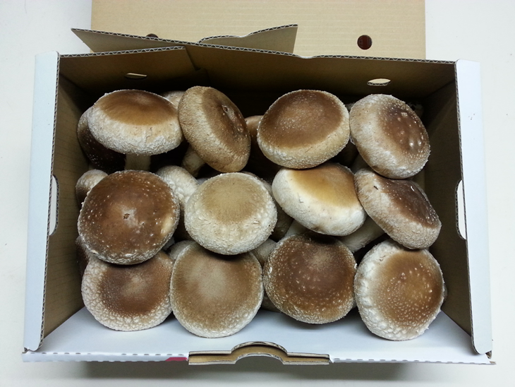 肉厚ジャンボな”さくら椎茸”１ｋｇ箱詰め しいたけ シイタケ きのこ キノコ 栃木県 送料無料