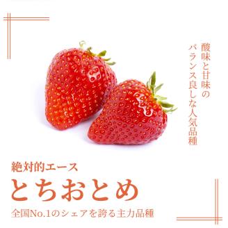 【1月発送】【先行予約】【数量限定】とちおとめ　280g × 4パック｜いちご イチゴ 苺