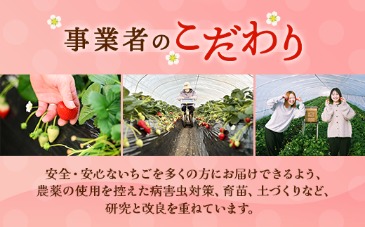 〈数量限定〉【先行予約】さくら市産イチゴ（とちあいか）290g×4パック【先行予約 栃木県 果物 くだもの フルーツ 苺 いちご】 ※2025年12月下旬～2026年3月下旬頃に順次発送予定
