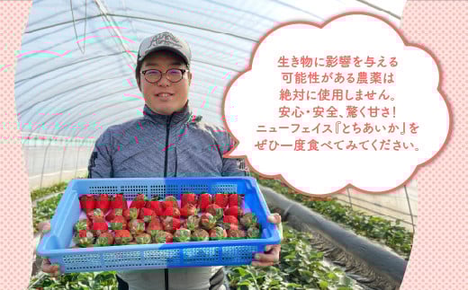 【先行予約】【数量限定】とちあいか 290g×2パック｜いちご イチゴ 苺 先行予約 栃木県 果物 くだもの フルーツ とちあいか 新鮮 贈答 ギフト 食べ比べ 真空パック ※2025年11月上旬頃より順次発送予定