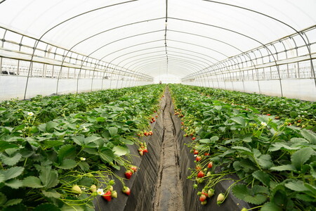 【先行予約】いちご とちあいか・スカイベリーセット 270g×4パック（1.08kg以上）※2026年1月上旬～4月中旬頃に順次発送予定