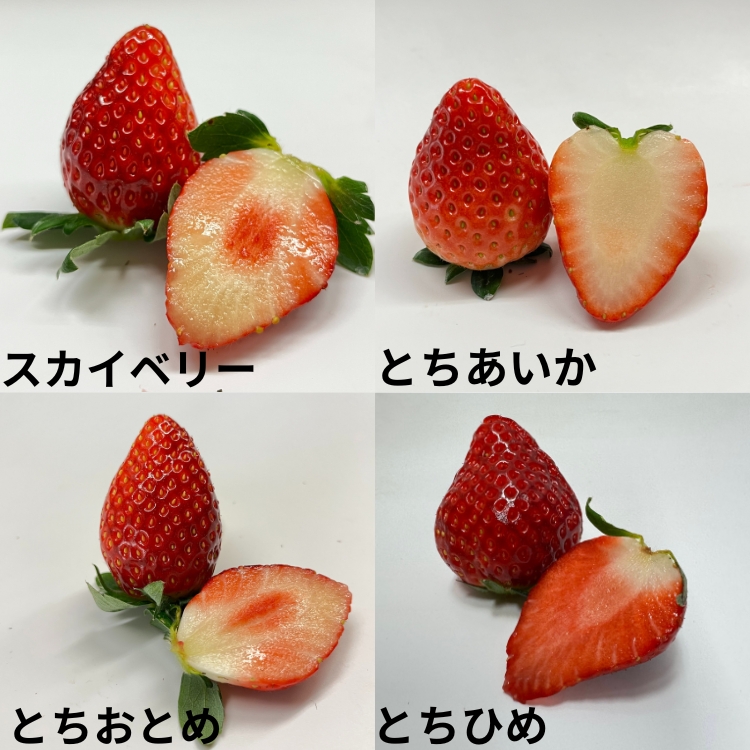 いちご狩り体験（大人1名様×40分食べ放題）｜小竹いちご園　栃木県さくら市　イチゴ　苺　食べ放題