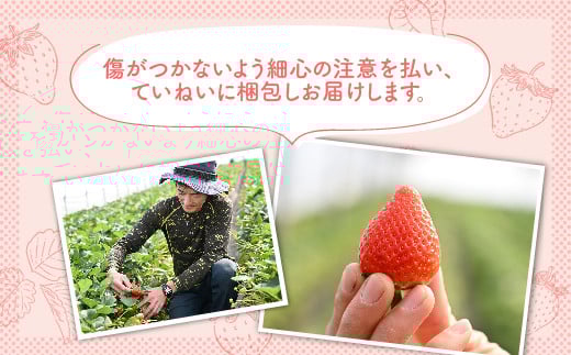 【先行予約】いちご 厳選！さくら市産 とちあいか（290g×2パック） ※2026年1月中旬～3月下旬頃に順次発送予定