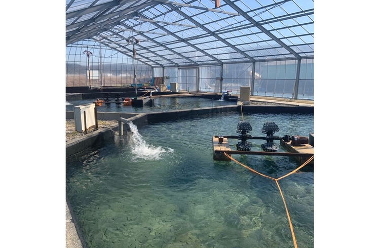 地下水育ち　炭火焼き鮎15尾入り