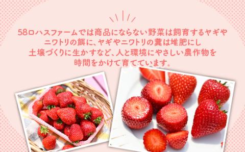 深紅のいちご 『ロイヤルクイーン』 大粒 12粒～15粒×1箱 先行予約 希少価値の高いイチゴの女王！ 深紅のスイートベリー 58ロハスファーム 2026年1月中旬～5月中旬頃に順次発送予定