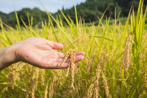 令和7年栃木県産 コシヒカリ 玄米24kg【検査1等米】 ※離島への配送不可