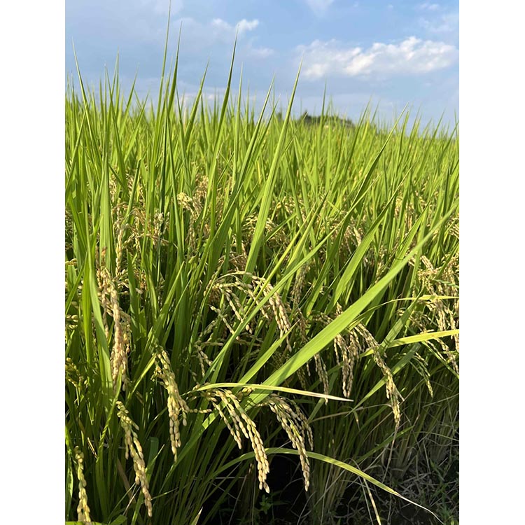 令和7年度産　栃木県産にじのきらめき 精米10kg　栃木県共通返礼品｜米 コメ 地域おこし協力隊