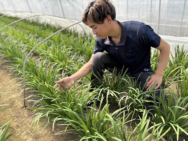 栃木県産こだわりニラ100g×10束 ｜ さくら市 にら 韮 野菜 国産