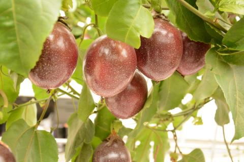 【数量限定】【期間限定】栃木県産ハウス栽培の絶品パッションフルーツ1kg ◇南国フルーツ◇ ※2025年6月下旬頃より順次発送予定