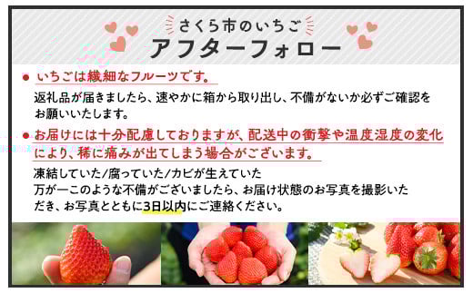 【先行予約】【数量限定】とちあいか 290g×10パック｜いちご イチゴ 苺 先行予約 栃木県 果物 くだもの フルーツ とちあいか 新鮮 贈答 ギフト 食べ比べ 真空パック ※2025年11月上旬頃より順次発送予定