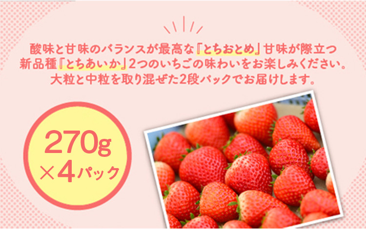 大満足4種食べ比べセット（とちおとめ、ミルキーベリー、とちあいか、スカイベリー）400g×2パック 800g｜先行予約 数量限定 ※2026年2月上旬～4月中旬頃に順次発送予定