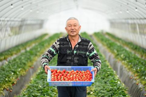 【先行予約】いちご とちあいか・スカイベリーセット 270g×4パック（1.08kg以上）※2026年1月上旬～4月中旬頃に順次発送予定